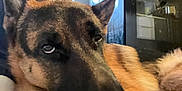 Väinö a rejoint le concours — aidez-le/la à gagner de superbes lots ! animal, appliance, canine, device, dog, electricaldevice, germanshepherd, indoors, kitchen, oven, person, pet, policedog, puppy, snout