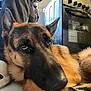 animal, appliance, canine, device, dog, electricaldevice, germanshepherd, indoors, kitchen, oven, person, pet, policedog, puppy, snout