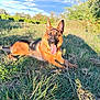 animal, bodypart, canine, dog, field, germanshepherd, grass, grassland, mouth, nature, outdoors, person, pet, plant, policedog, puppy, tongue, tree, vegetation, yard