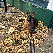 Väinö participe au concours pour gagner de l'argent avec cette photo : accessories, animal, architecture, building, canine, den, dog, germanshepherd, indoors, leash, nature, outdoors, path, pet, puppy, slate, soil, strap, yard, zoo