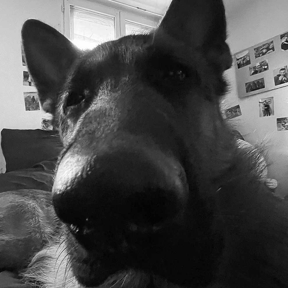 Väinö participe au concours pour gagner de l'argent avec cette photo : animal, bed, black_and_white, canine, close_up, cozy, dog, domestic, ears, fur, german_shepherd, indoors, living_room, nose, pet, photographs, portrait, wall, whiskers, window