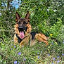 animal, canine, dog, ears, flowers, fur, german_shepherd, grass, greenery, happy, mammal, meadow, nature, outdoor, pet, resting, summer, sunlight, tongue_out, wildflowers