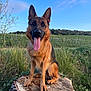 animal, blue_sky, canine, daylight, dog, ears_up, field, german_shepherd, grass, happy, landscape, mammal, nature, outdoor, pet, sitting, sky, tongue_out, tree_stump, veterinary
