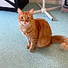 cat, orange_cat, pet, indoor, floor, blue_floor, household, furniture, box, stand, curious, sitting, fluffy, domestic_animal, animal, whiskers, tail, ears, eyes, cute