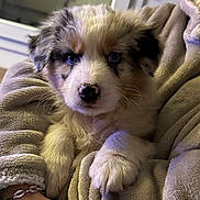 Uxon a rejoint le concours — aidez-le/la à gagner de superbes lots ! puppy, dog, animal, fluffy, fur, black_and_white, heterochromia, blue_eyes, portrait, close_up, blanket, cozy, indoor, cuddling, sitting, pet, cute, window, hand, home
