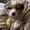 puppy, dog, animal, fluffy, fur, black_and_white, heterochromia, blue_eyes, portrait, close_up, blanket, cozy, indoor, cuddling, sitting, pet, cute, window, hand, home
