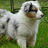 Uxon participe au concours pour gagner de l'argent avec cette photo : puppy, dog, animal, fluffy, fur, tricolor, white, black, brown, grass, outdoor, portrait, standing, cute, young, canine, nose, eyes, garden, nature