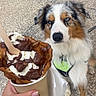 dog, australian_shepherd, puppy, pet, animal, blue_eyes, fluffy, multicolored_fur, white_fur, brown_fur, black_fur, portrait, outdoor, patio, dessert, whipped_cream, chocolate, ice_cream, hand, leash