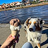 Uxon participe au concours pour gagner de l'argent avec cette photo : dog, ice_cream, cone, waterfront, outdoor, seaside, water, houses, boat, sunlight, blue_sky, portrait, animal, pet, australian_shepherd, standing, hand, dessert, summer, vacation