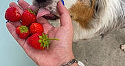 Uxon a rejoint le concours — aidez-le/la à gagner de superbes lots ! dog, puppy, australian_shepherd, fluffy, tricolor, white_fur, brown_patches, black_patches, blue_eyes, nose, tongue, strawberries, fruit, hand, person, close_up, indoors, floor, metal_bracelet, pet