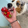dog, puppy, australian_shepherd, fluffy, tricolor, white_fur, brown_patches, black_patches, blue_eyes, nose, tongue, strawberries, fruit, hand, person, close_up, indoors, floor, metal_bracelet, pet