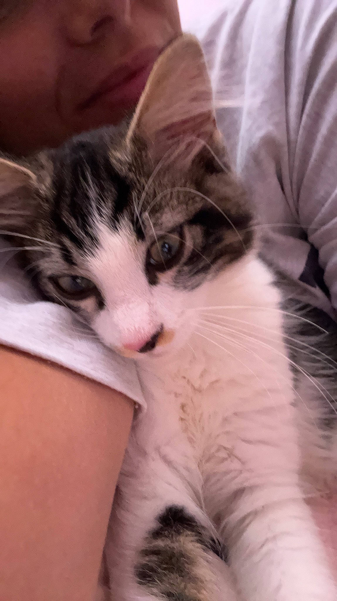 Bibouche participe au concours pour gagner de l'argent avec cette photo : carnivore, cat, claw, cloud, comfort, domestic_short_haired_cat, ear, eye, felidae, foot, fur, gesture, iris, lap, nap, paw, small_to_medium_sized_cats, snout, tail, whiskers