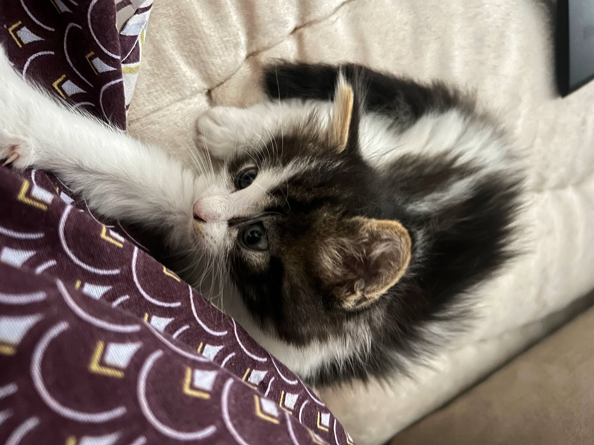 Bibouche a rejoint le concours — aidez-le/la à gagner de superbes lots ! canidae, carnivore, cat, cat_bed, cat_supply, claw, comfort, domestic_short_haired_cat, felidae, fur, gesture, human_leg, mammal, monochrome_photography, nap, paw, small_to_medium_sized_cats, snout, tail, whiskers