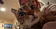 Jellybean is registered to the contest to win money with this photo: animal, bedroom, cat, close_up, cozy, cuddling, ears, eyes, fur, indoor, nose, person, pet, portrait, posters, selfie, striped_fur, tabby, whiskers, wide_eyed
