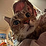 cat, tabby, pet, animal, close_up, portrait, whiskers, ears, eyes, nose, fur, striped_fur, wide_eyed, indoor, bedroom, person, cuddling, cozy, posters, selfie