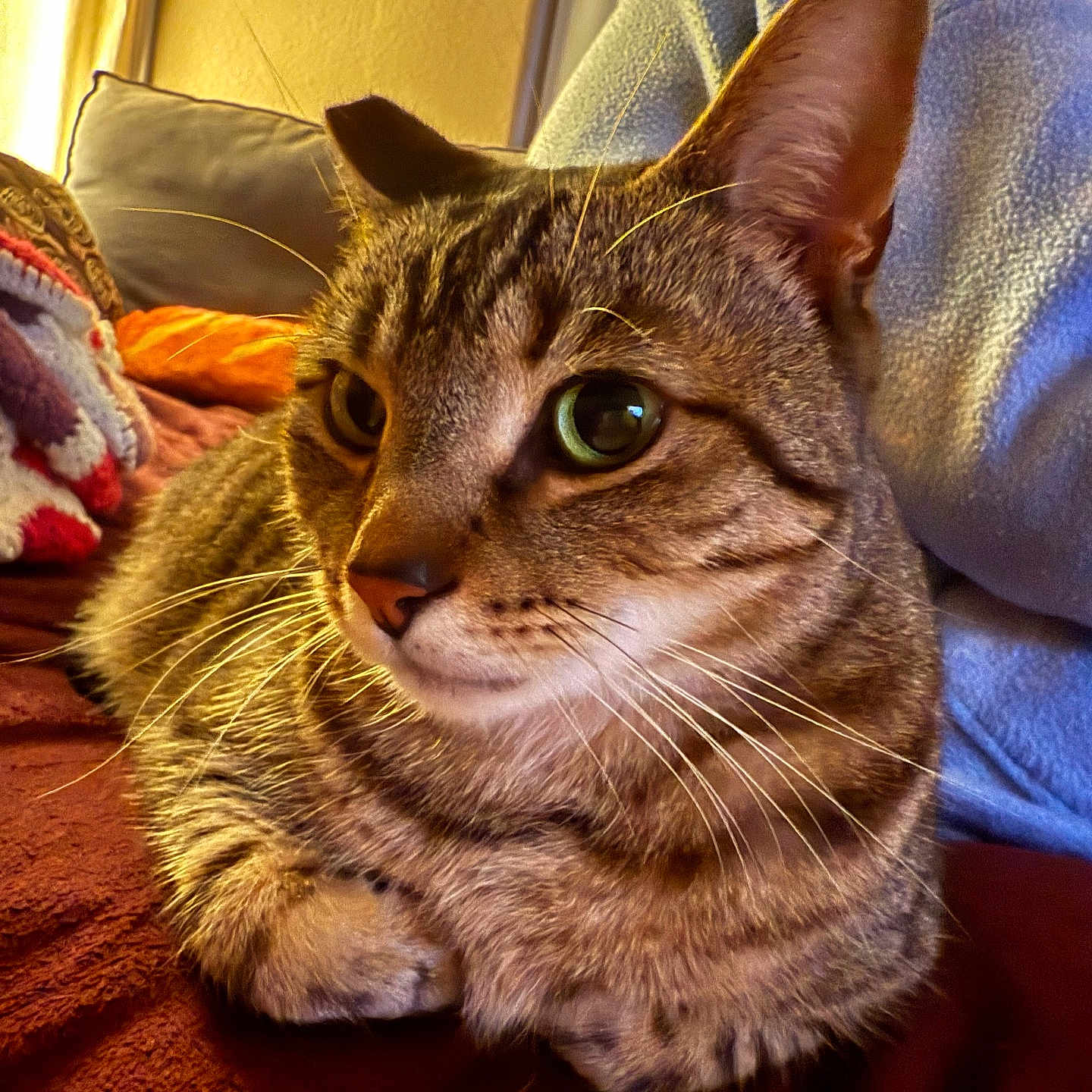 Jellybean
