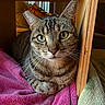 Jellybean is registered to the contest to win money with this photo: cat, tabby_cat, pet, animal, feline, portrait, close_up, green_eyes, whiskers, ears, striped_fur, gray_fur, brown_fur, indoors, towels, blanket, cozy, resting, wooden_frame, photography