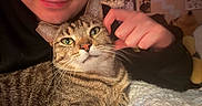 Jellybean joined the competition — help win amazing prizes! cat, tabby_cat, pet, animal, portrait, close_up, green_eyes, whiskers, striped_fur, brown_fur, human, person, hand, petting, bedroom, blanket, cozy, indoor, warm_lighting, selfie