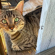 Jellybean joined the competition — help win amazing prizes! cat, tabby_cat, second_cat, green_eyes, feline, animal, pet, close_up, portrait, staring, whiskers, ears, striped_fur, brown_fur, cream_fur, wooden_door, rustic, outdoor, sunlight, sitting