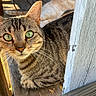 cat, tabby_cat, second_cat, green_eyes, feline, animal, pet, close_up, portrait, staring, whiskers, ears, striped_fur, brown_fur, cream_fur, wooden_door, rustic, outdoor, sunlight, sitting