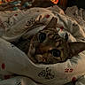 Jellybean is registered to the contest to win money with this photo: cat, pet, animal, feline, closeup, portrait, bed, blanket, bedding, cozy, sleeping, indoors, home, warm_lighting, dim_light, wide_eyes, whiskers, ears, patterned_fabric, cute