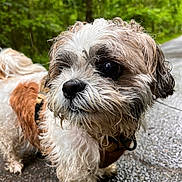 Apo joined the competition — help win amazing prizes! dog, wet_fur, curly_hair, small_dog, forest_path, outdoor, nature, animal, canine, muddy, close_up, brown_and_white, curious, pet, walking, pavement, leash, ears, snout, eye