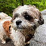 dog, wet_fur, curly_hair, small_dog, forest_path, outdoor, nature, animal, canine, muddy, close_up, brown_and_white, curious, pet, walking, pavement, leash, ears, snout, eye