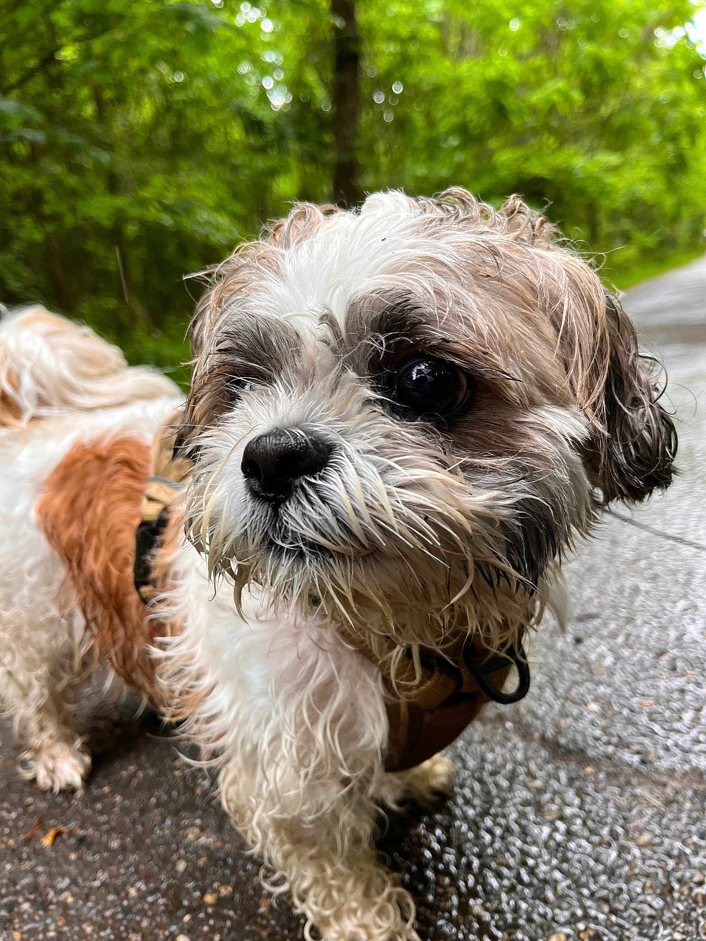 Apo joined the competition — help win amazing prizes! dog, wet_fur, curly_hair, small_dog, forest_path, outdoor, nature, animal, canine, muddy, close_up, brown_and_white, curious, pet, walking, pavement, leash, ears, snout, eye
