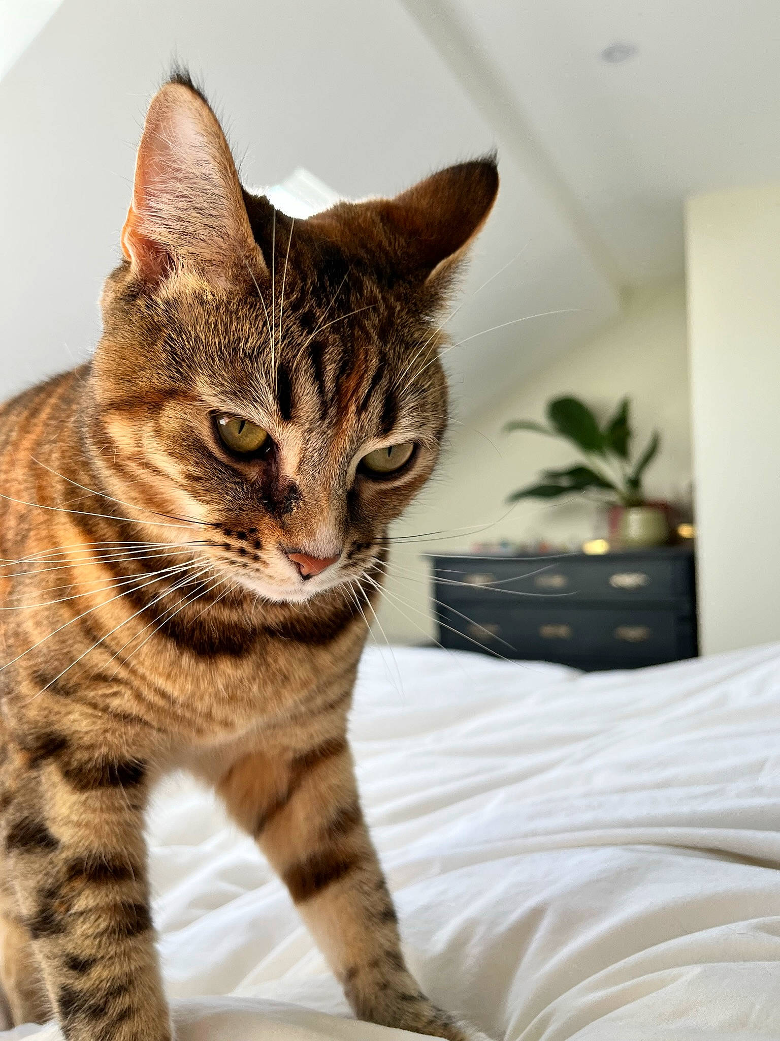 Florence joined the competition — help win amazing prizes! bed, cabinetry, carnivore, cat, comfort, domestic_short_haired_cat, drawer, felidae, fur, houseplant, linens, paw, plant, sitting, small_to_medium_sized_cats, snout, terrestrial_animal, whiskers, wildlife, window