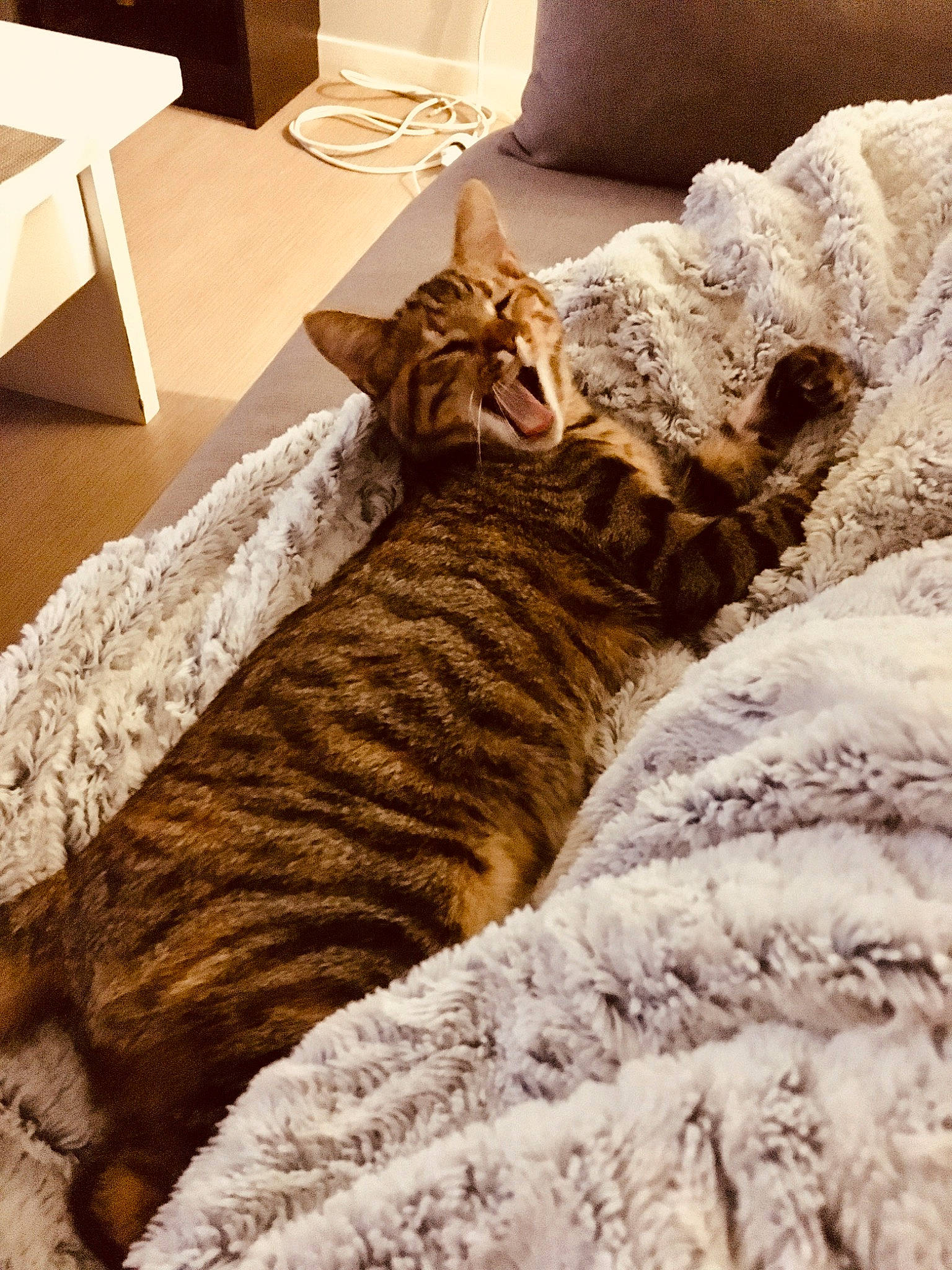 Kally a rejoint le concours — aidez-le/la à gagner de superbes lots ! bed, bed_sheet, carnivore, cat, comfort, dragon_li, european_shorthair, felidae, fur, furniture, kitten, linens, nap, ocicat, pixie_bob, sleep, small_to_medium_sized_cats, tabby_cat, textile, whiskers