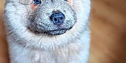 Koda is registered to the contest to win money with this photo: puppy, dog, fluffy, cute, pet, animal, indoors, wooden_floor, sitting, closeup, fur, face, ears, nose, eyes, adorable, young, domestic_animal, canine, portrait