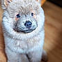 puppy, dog, fluffy, cute, pet, animal, indoors, wooden_floor, sitting, closeup, fur, face, ears, nose, eyes, adorable, young, domestic_animal, canine, portrait