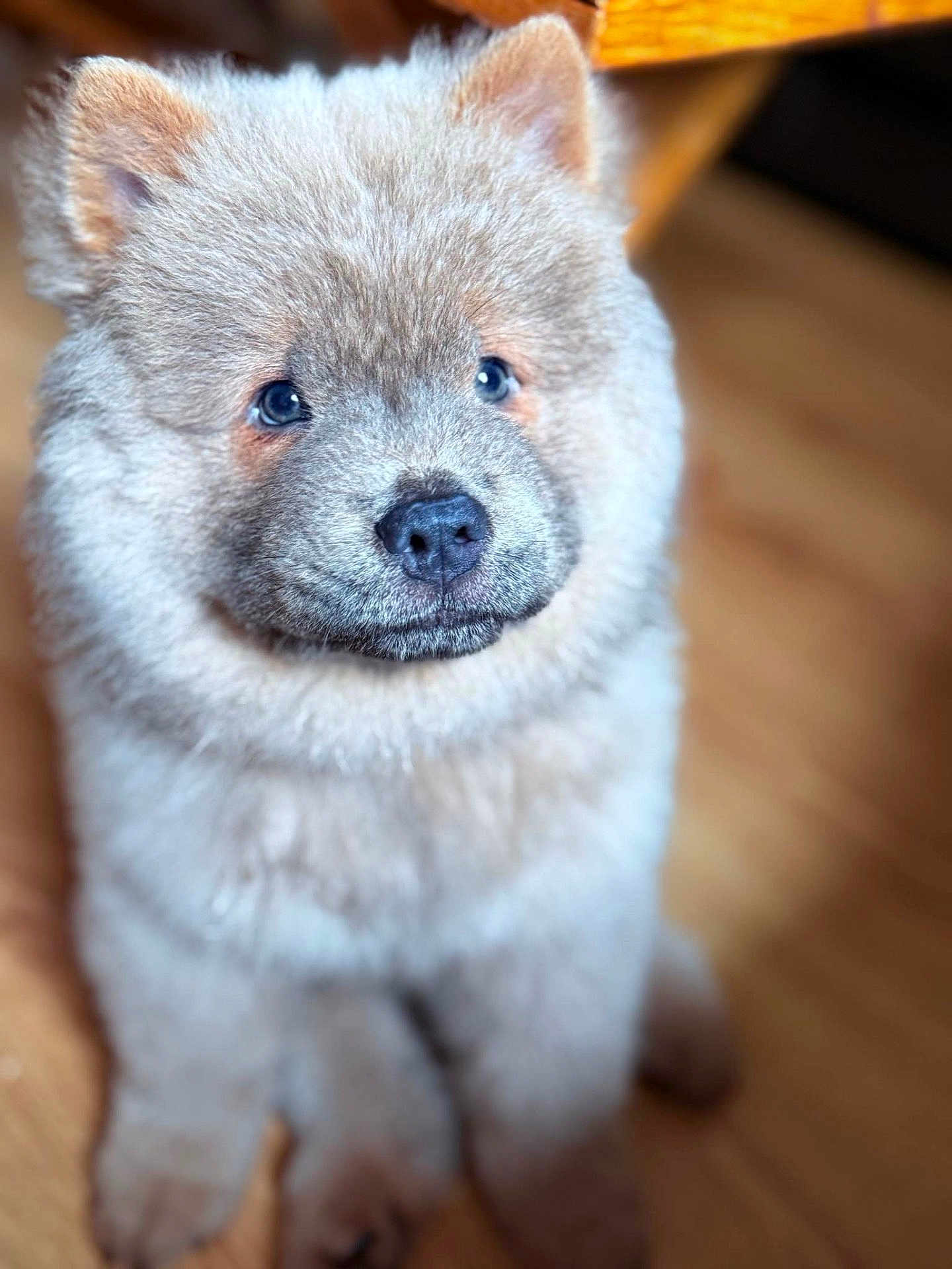 Koda is registered to the contest to win money with this photo: puppy, dog, fluffy, cute, pet, animal, indoors, wooden_floor, sitting, closeup, fur, face, ears, nose, eyes, adorable, young, domestic_animal, canine, portrait