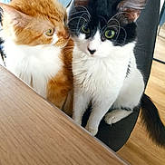 Willy Et Shalala a rejoint le concours — aidez-le/la à gagner de superbes lots ! black_and_white_cat, cat, chair, close_up, companionship, cozy, curious, domestic_animal, floor, fur, green_eyes, indoor, orange_cat, pet, portrait, sitting, tabletop, two_cats, whiskers, wooden_table