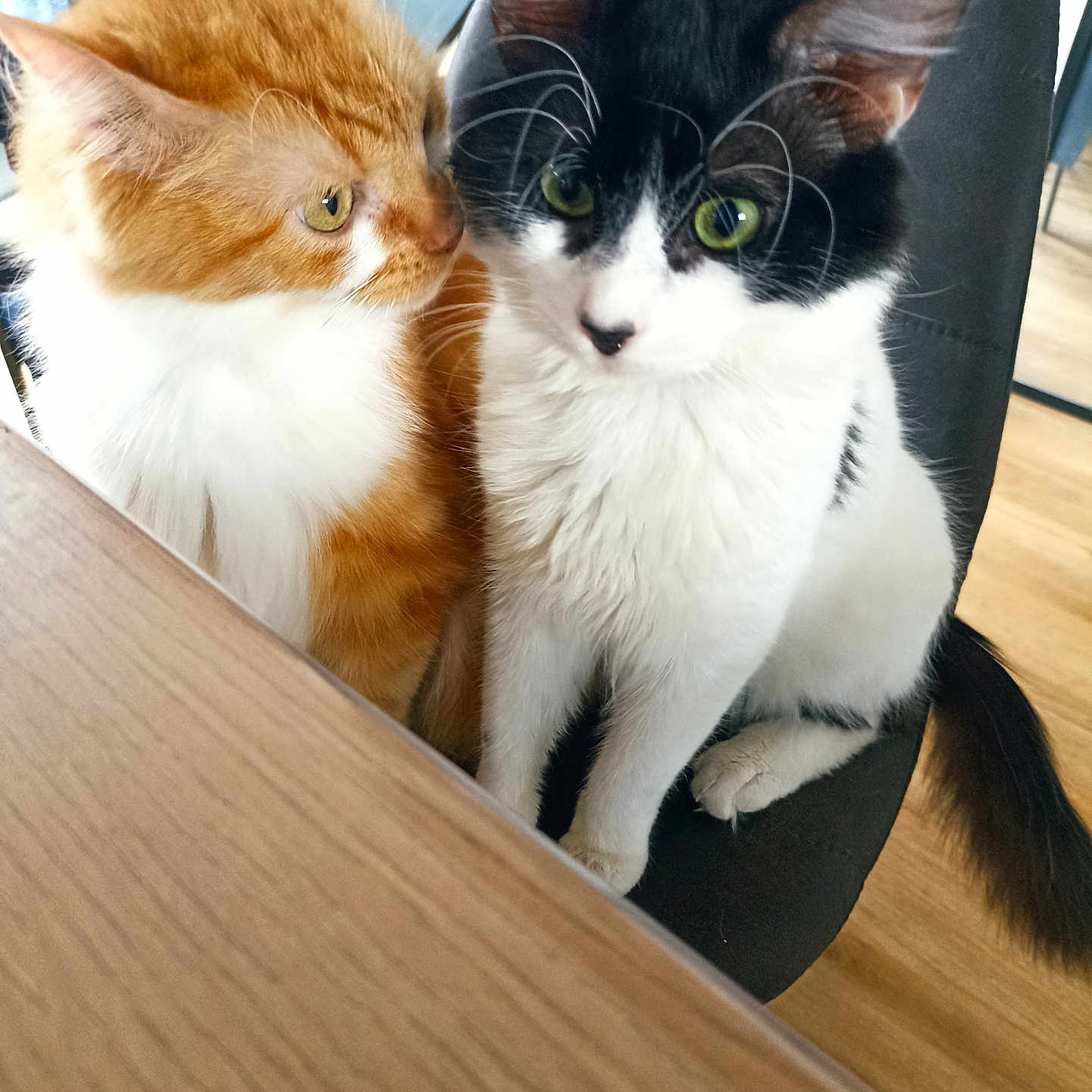 Willy Et Shalala a rejoint le concours — aidez-le/la à gagner de superbes lots ! black_and_white_cat, cat, chair, close_up, companionship, cozy, curious, domestic_animal, floor, fur, green_eyes, indoor, orange_cat, pet, portrait, sitting, tabletop, two_cats, whiskers, wooden_table