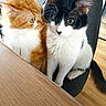 black_and_white_cat, cat, chair, close_up, companionship, cozy, curious, domestic_animal, floor, fur, green_eyes, indoor, orange_cat, pet, portrait, sitting, tabletop, two_cats, whiskers, wooden_table