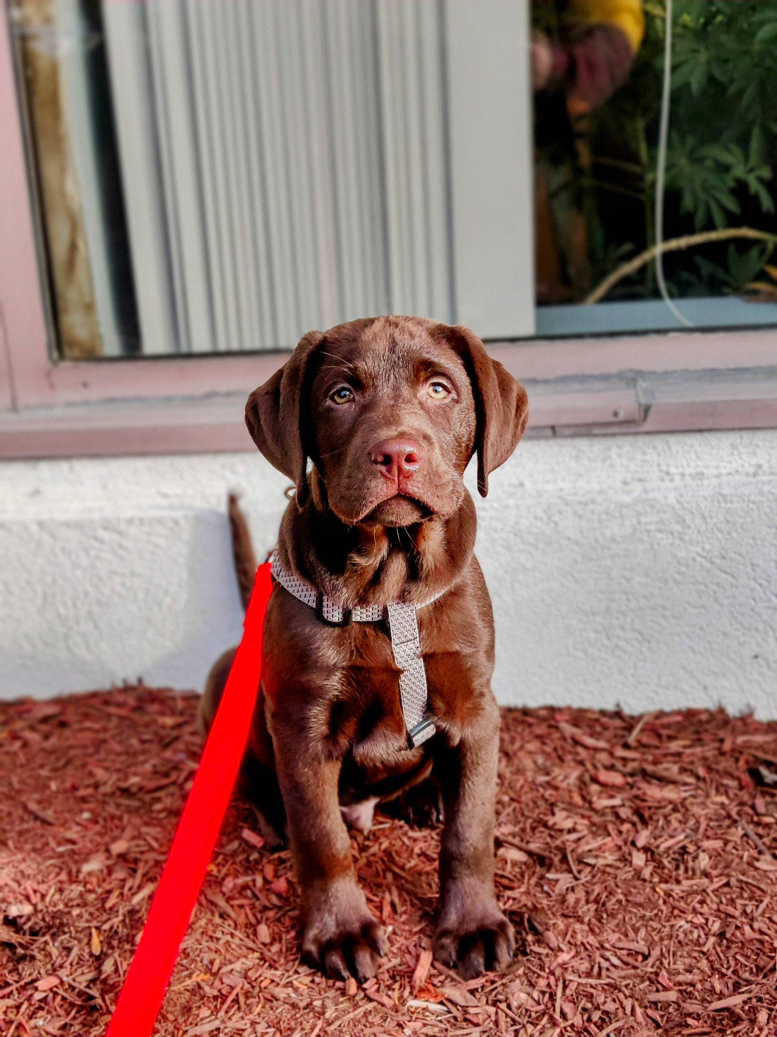 Buck is registered to the contest to win money with this photo: canidae, carnivore, collar, companion_dog, dog, dog_breed, dog_collar, fawn, gun_dog, hunting_dog, liver, plant, puppy, soil, sporting_group, terrestrial_animal, window, wood, working_animal