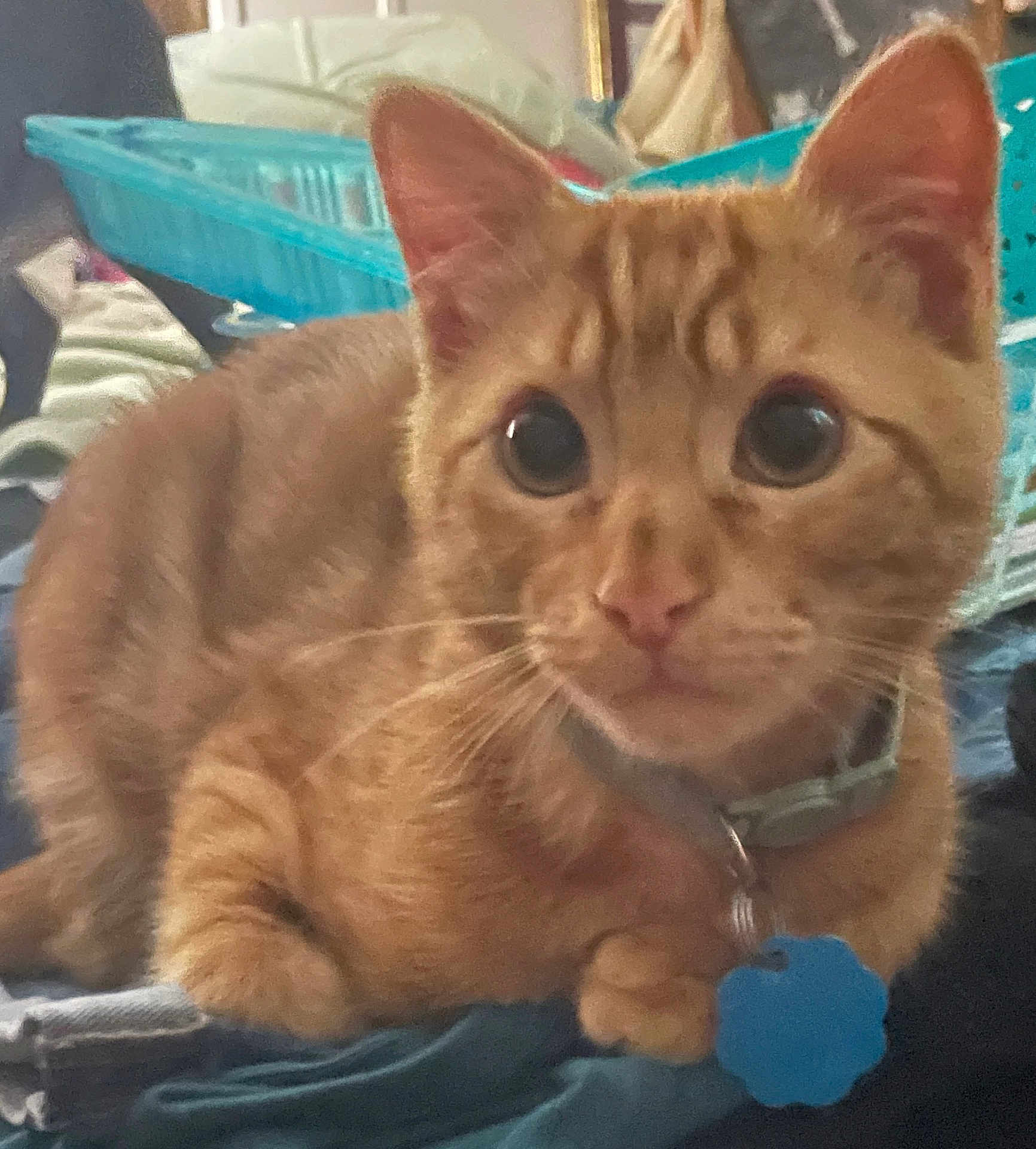 Simba