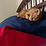 Simba is registered to the contest to win money with this photo: kitten, cat, sleeping, bed, pillow, red_bedding, navy_pillow, wooden_headboard, indoor, cozy, resting, fur, pet, cute, small, domestic_cat, animal, feline, soft, quiet
