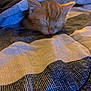 Simba is registered to the contest to win money with this photo: kitten, sleeping, orange_cat, blanket, cozy, indoor, pet, animal, fur, cute, resting, soft_light, closeup, comfort, domestic_cat, young, nap, feline, warm, quiet