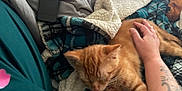 Simba joined the competition — help win amazing prizes! cat, ginger_cat, sleeping, blanket, plaid_blanket, remote_control, tattoo, hand, arm, couch, cozy, indoor, relaxing, petting, fur, soft, comfort, resting, orange_cat, domestic_cat