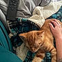 cat, ginger_cat, sleeping, blanket, plaid_blanket, remote_control, tattoo, hand, arm, couch, cozy, indoor, relaxing, petting, fur, soft, comfort, resting, orange_cat, domestic_cat
