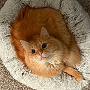 Trixie joined the competition — help win amazing prizes! cat, orange_cat, fluffy, pet_bed, cozy, carpet, indoor, feline, cute, domestic_animal, whiskers, fur, relaxed, looking_up, animal, bed, resting, soft, round_bed, pet