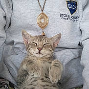 Nyx is registered to the contest to win money with this photo: kitten, cat, sleeping, cute, pet, feline, gray_fur, striped, spots, paws, person, sweatshirt, necklace, indoor, relaxed, cozy, resting, animal, young_cat, comfort