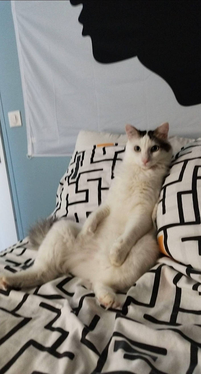 Chichi participe au concours pour gagner de l'argent avec cette photo : bed, bed_sheet, bedding, carnivore, cat, claw, comfort, domestic_short_haired_cat, felidae, font, fur, linens, paw, pet_supply, photo_caption, rectangle, room, small_to_medium_sized_cats, tail, whiskers