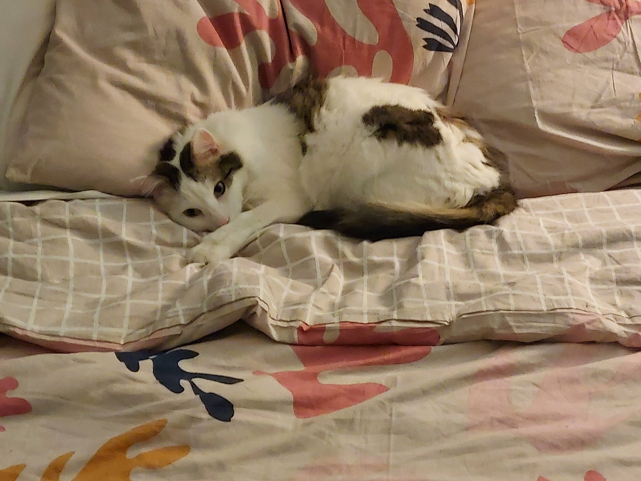 Chichi a rejoint le concours — aidez-le/la à gagner de superbes lots ! bed, bed_sheet, bedding, carnivore, cat, cat_supply, comfort, domestic_short_haired_cat, duvet, felidae, fur, linens, pattern, paw, pet_supply, room, small_to_medium_sized_cats, tail, textile, whiskers