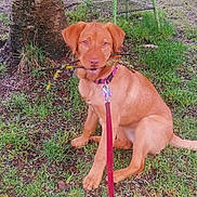 Maya participe au concours pour gagner de l'argent avec cette photo : dog, brown_dog, canine, pet, puppy, leash, collar, dog_tag, stick_in_mouth, sitting, grass, tree_trunk, outdoors, backyard, paws, ears, happy, portrait, nature, ground