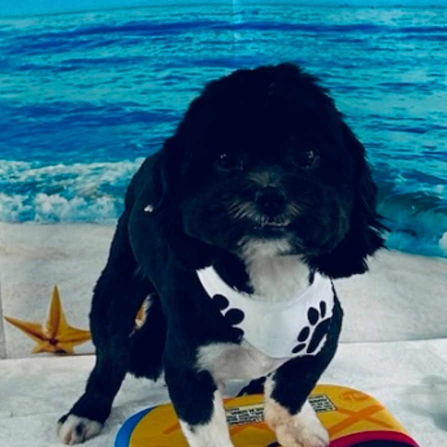 Chico Strength is registered to the contest to win money with this photo: animal, beach_background, black_and_white, colorful, cute, dog, fun, fur, indoor, looking, paw_prints, pet_clothing, playful, portrait, small_dog, standing, summer, surfboard, toy, white_paws