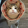 animal, cat, close_up, cone, curious, cute, domestic, ears, floor, fur, indoor, looking_up, pet, pink, red, standing, tabby, tomato_pattern, veterinary, whiskers