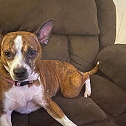 Foxy joined the competition — help win amazing prizes! animal, brindle, brown, canine, collar, comfort, couch, dog, domestic, ears, fur, furniture, home, indoor, looking, paw, pet, relaxed, resting, tail